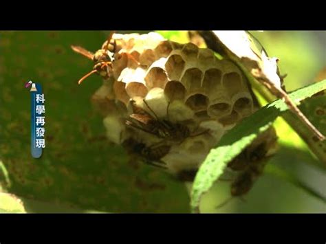 黃蜂築巢風水|【馬蜂風水】動物入家宅 